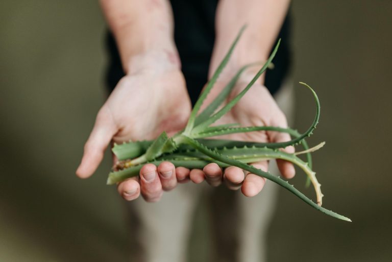 L’importance du bien-être au quotidien: Pourquoi j’ai choisi l’aloe vera depuis 2018​