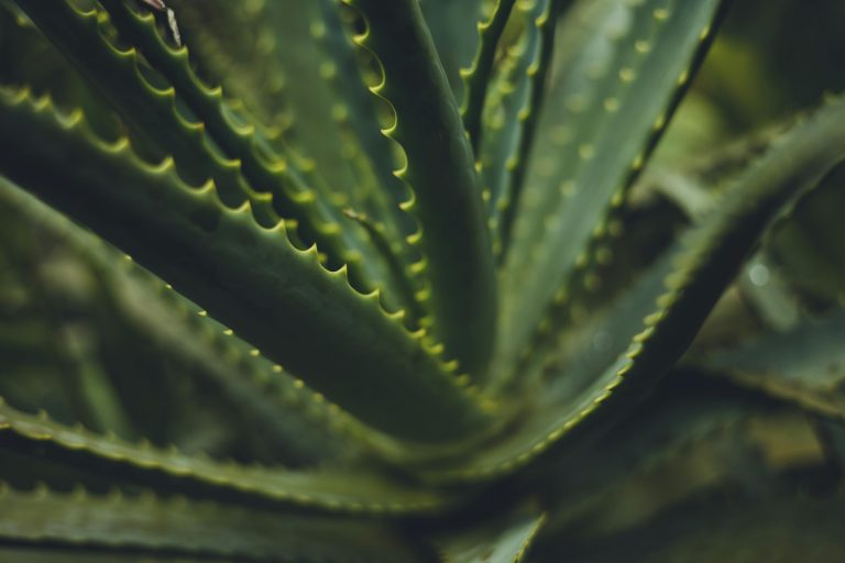 Découvrez les Bienfaits de l’Aloe Vera Drinking Gel Intense Sivera